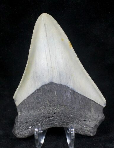 Bargain, Serrated Megalodon Tooth - North Carolina #20710
